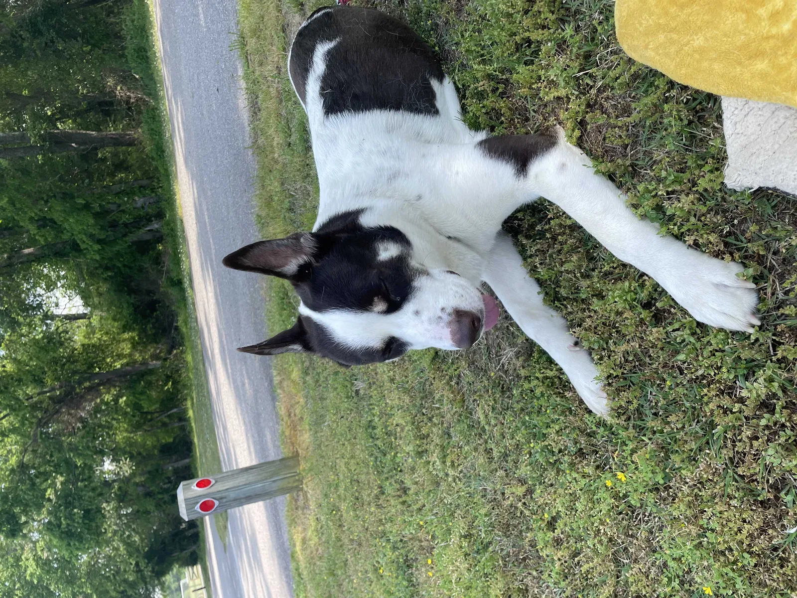 Lost dog in San Diego, CA, 92154