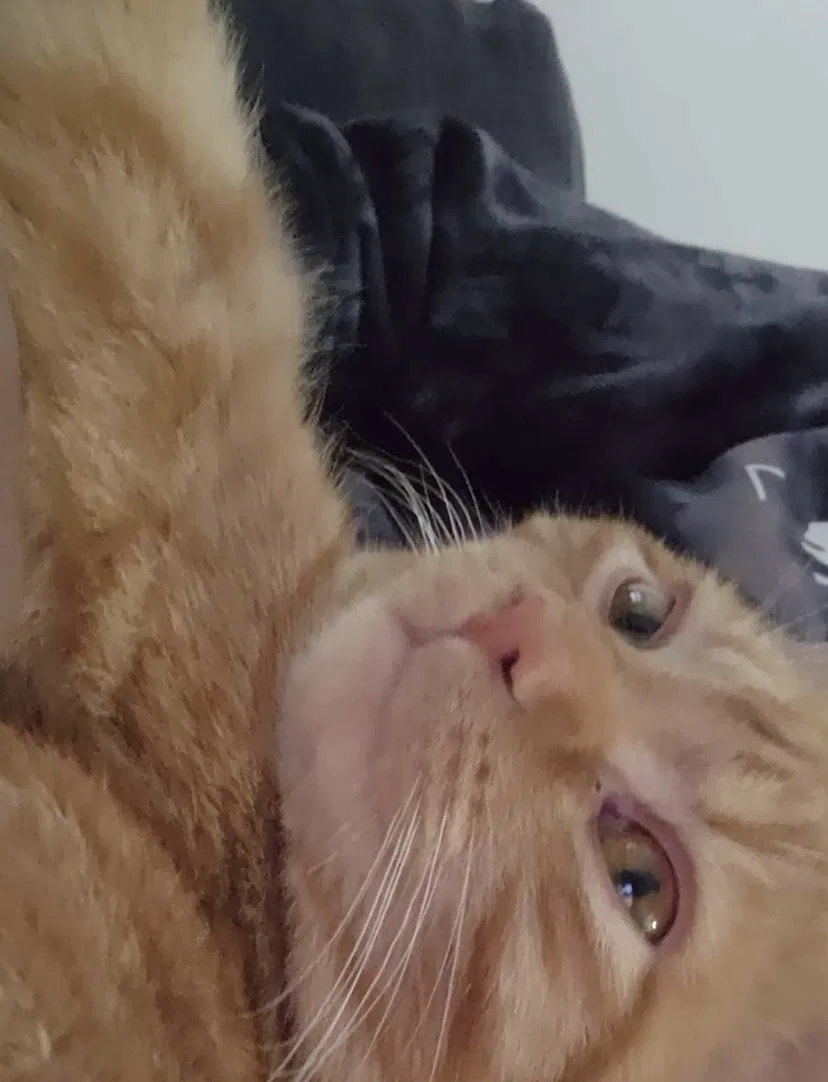 Lost cat in Dublin, OH, 43016