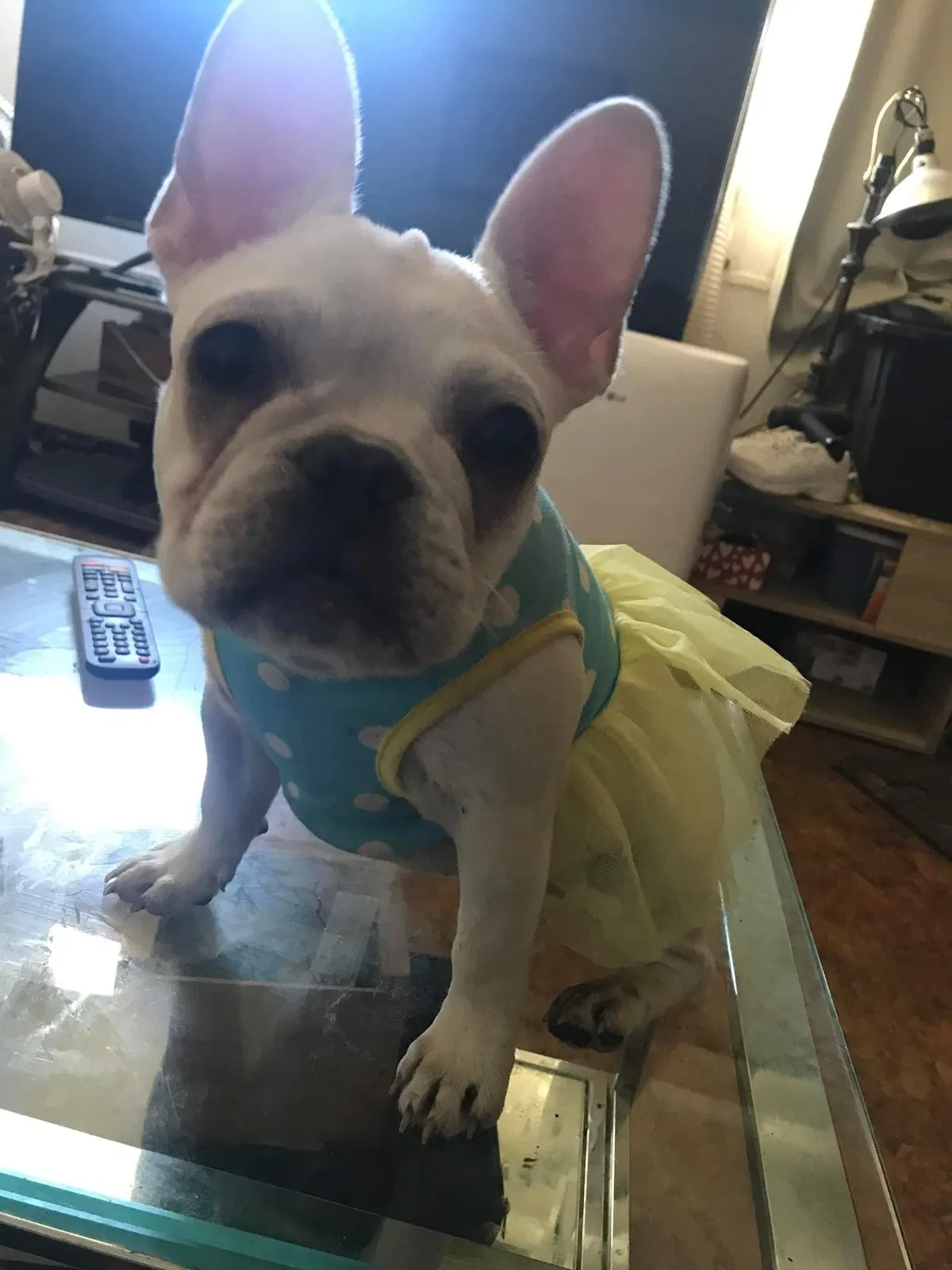 Lost dog in Perris, CA, 92570