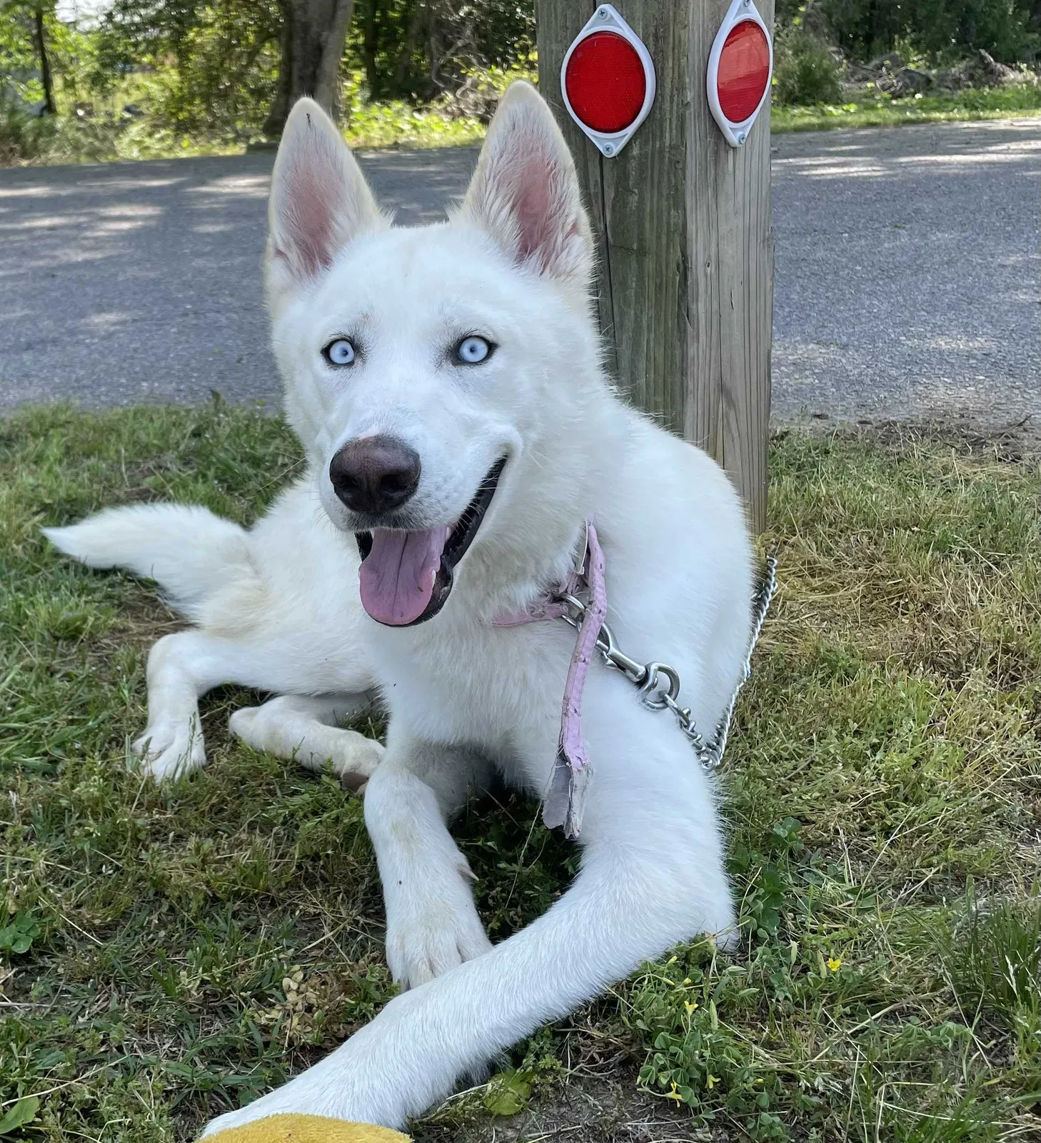 Lost dog in San Diego, CA, 92154