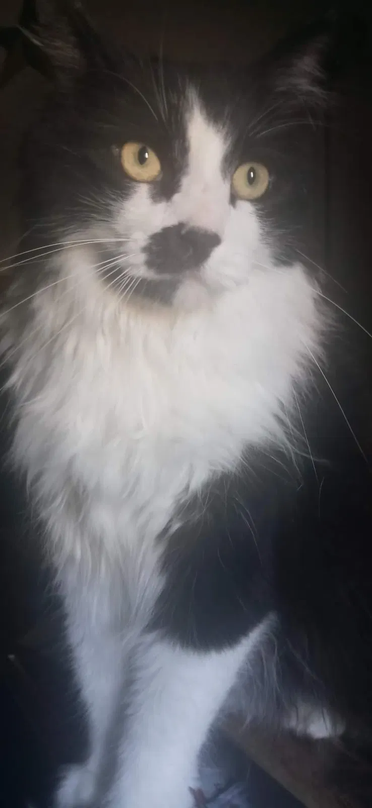 Lost cat in Rio Rancho, NM, 87124