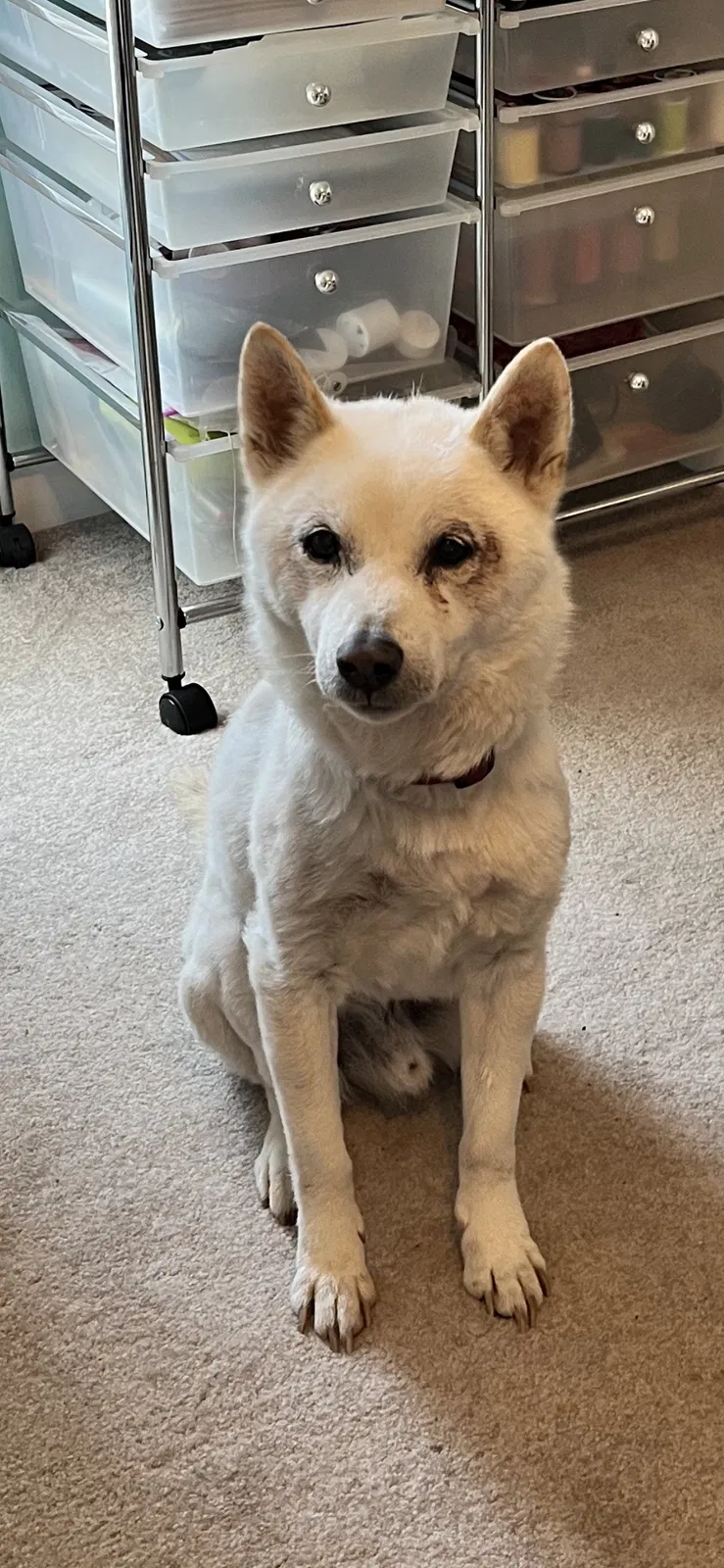 Lost dog in Beecher, IL, 60401