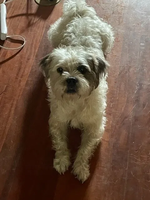 Lost dog in Madisonville, LA, 70447