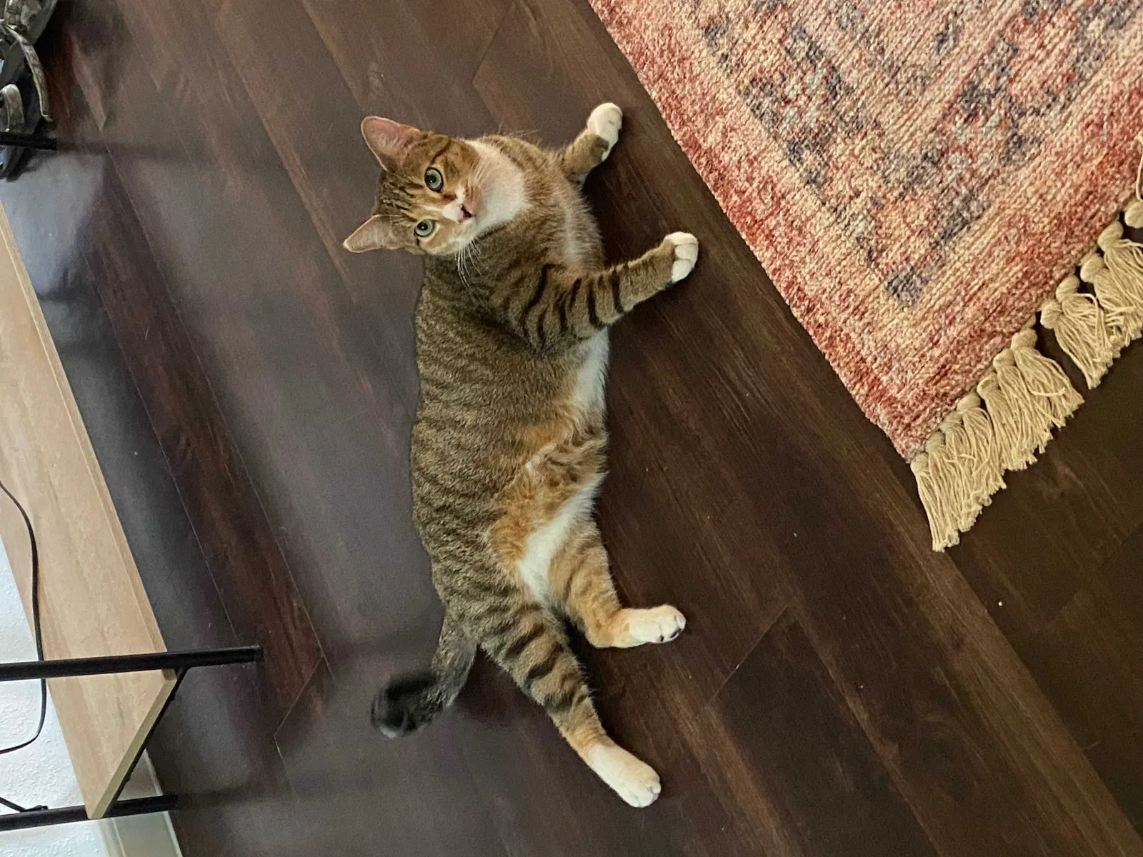 Lost cat in Arlington, TX, 76013