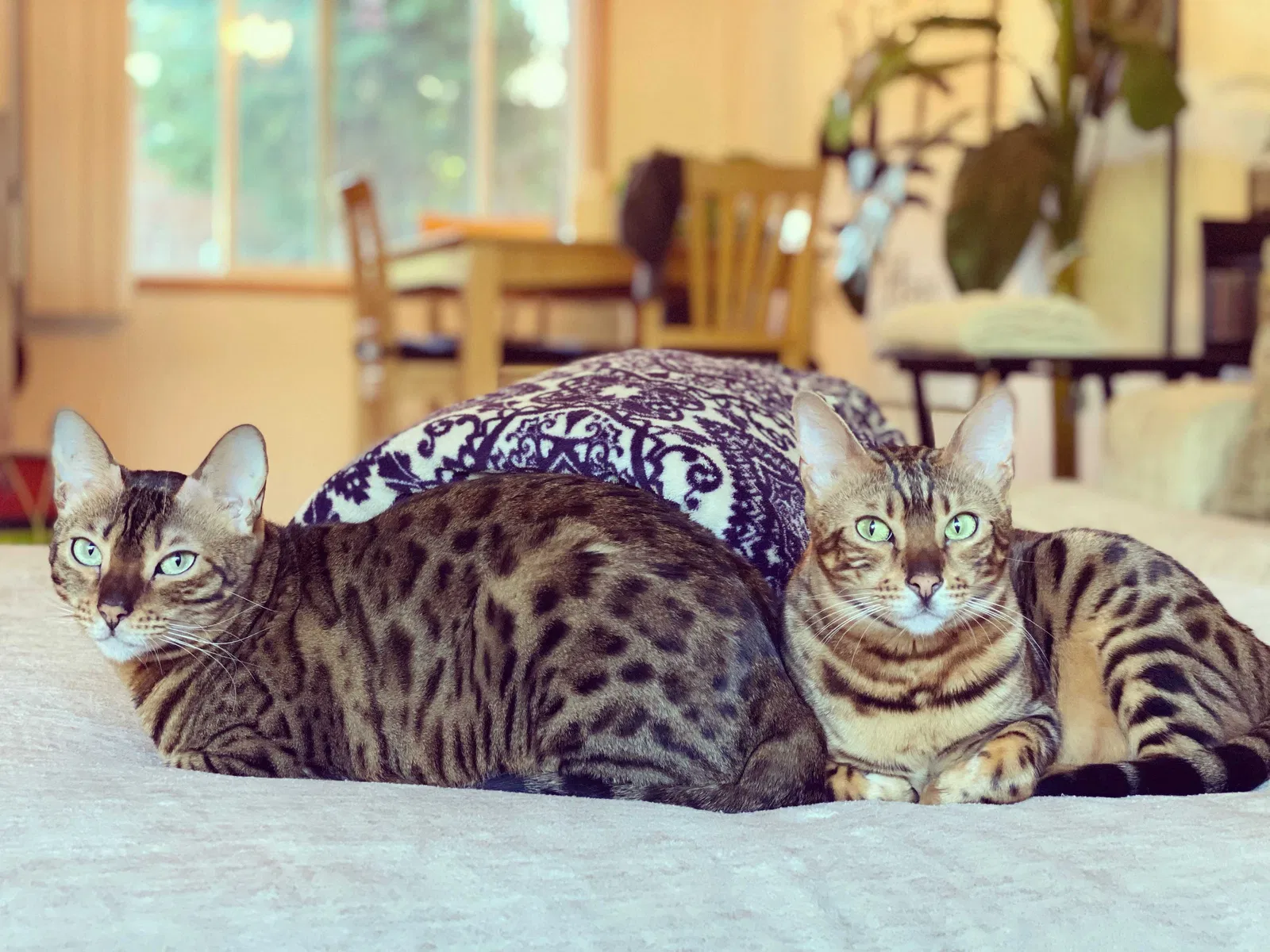 Lost cat in Portland, OR, 97220