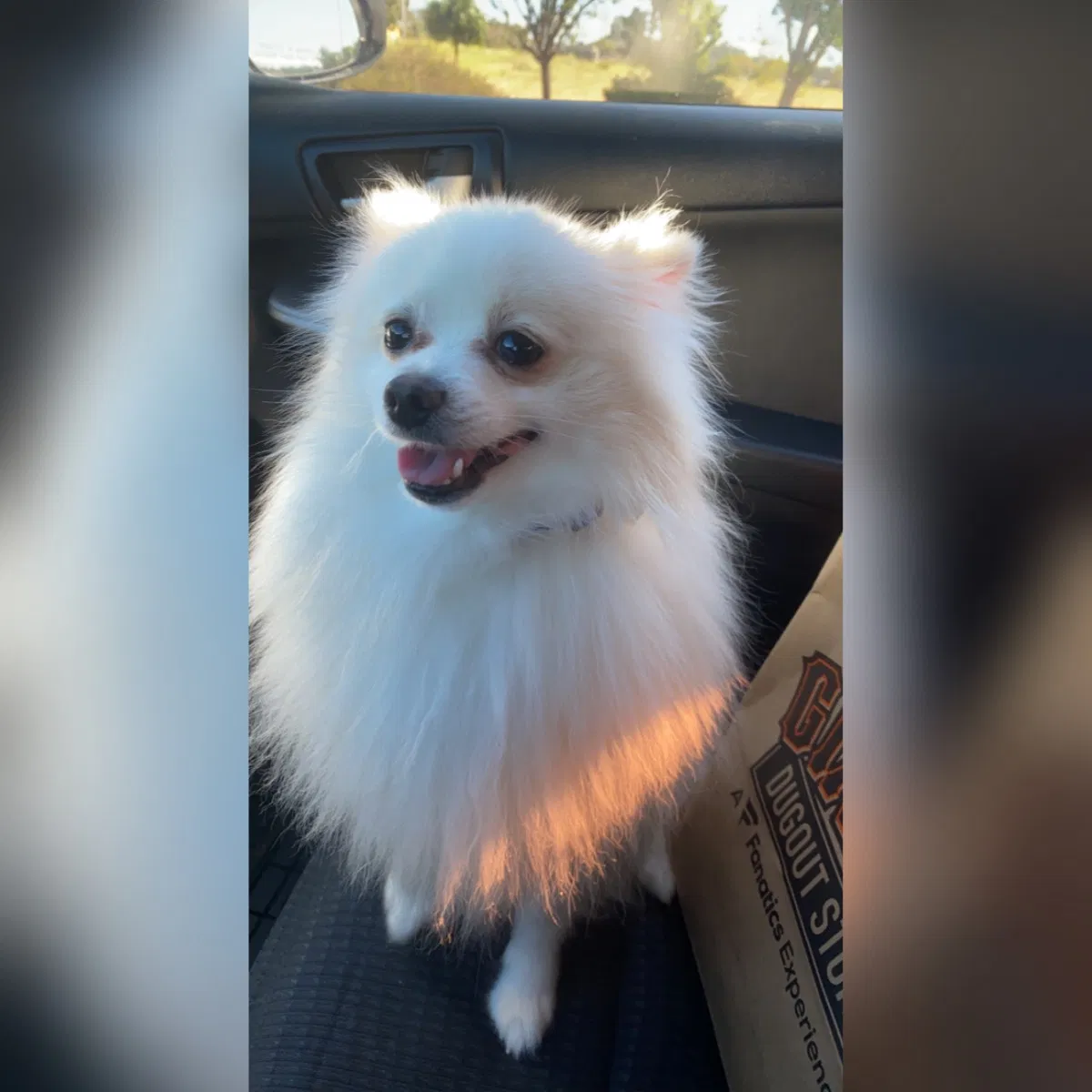Lost dog in Richmond, CA, 94801