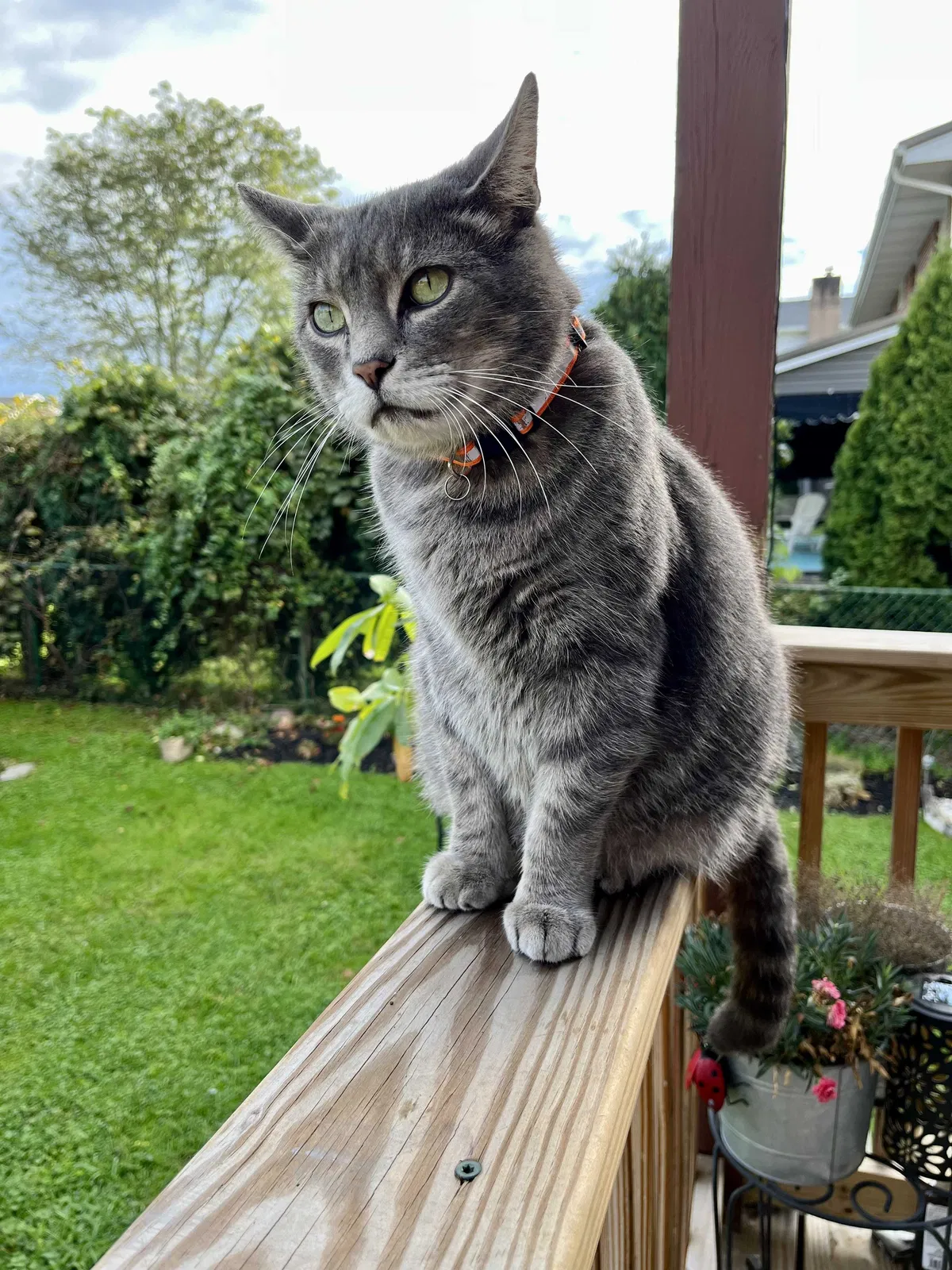 Lost cat in Youngwood, PA, 15697
