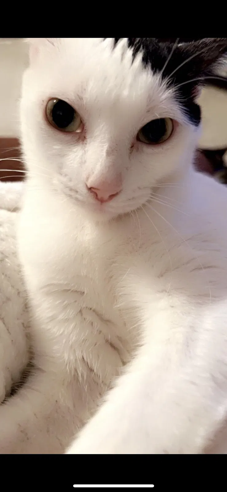 Lost cat in Spring, TX, 77389
