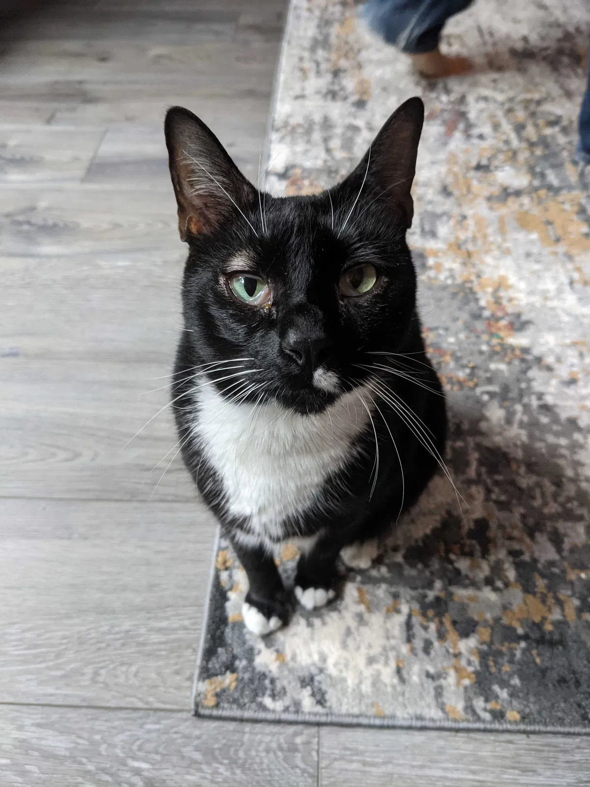 Lost cat in Loganville, GA, 30052