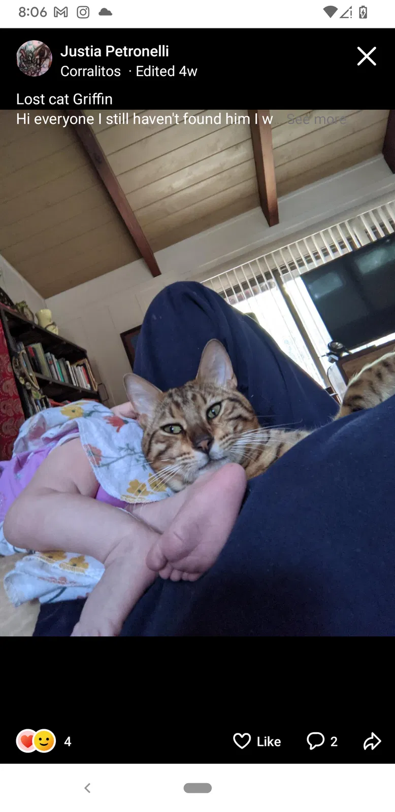 Lost cat in Watsonville, CA, 95076