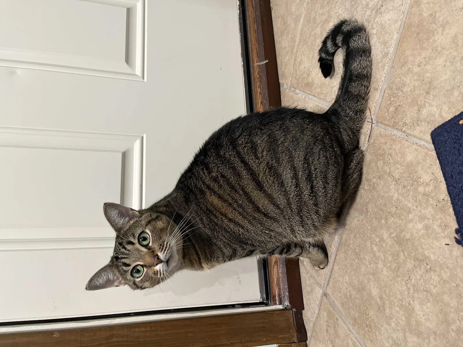 Lost cat in Macomb, MI, 48044