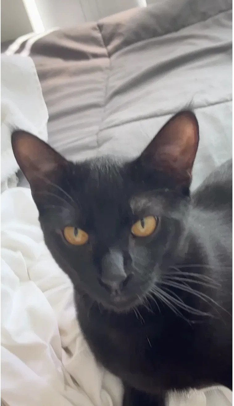 Lost cat in Marina Del Rey, CA, 90292