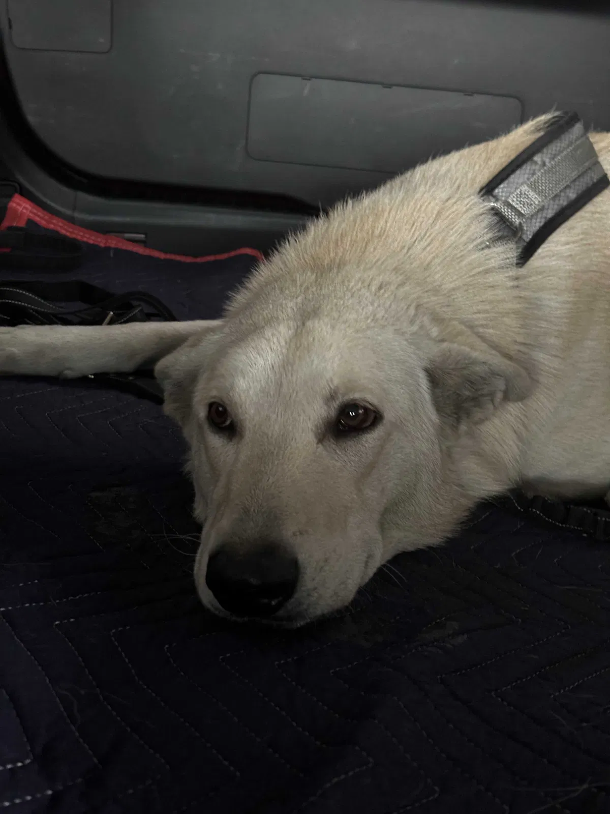 Found dog in Carson, CA, 90746