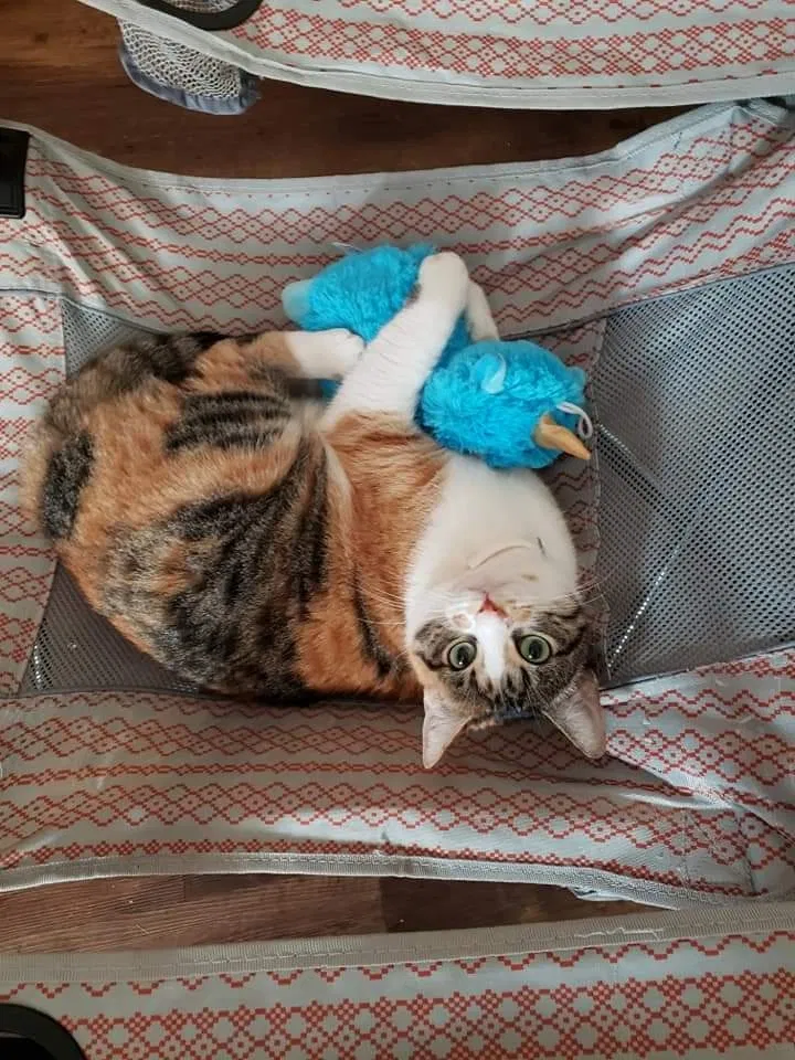 Lost cat in League City, TX, 77573