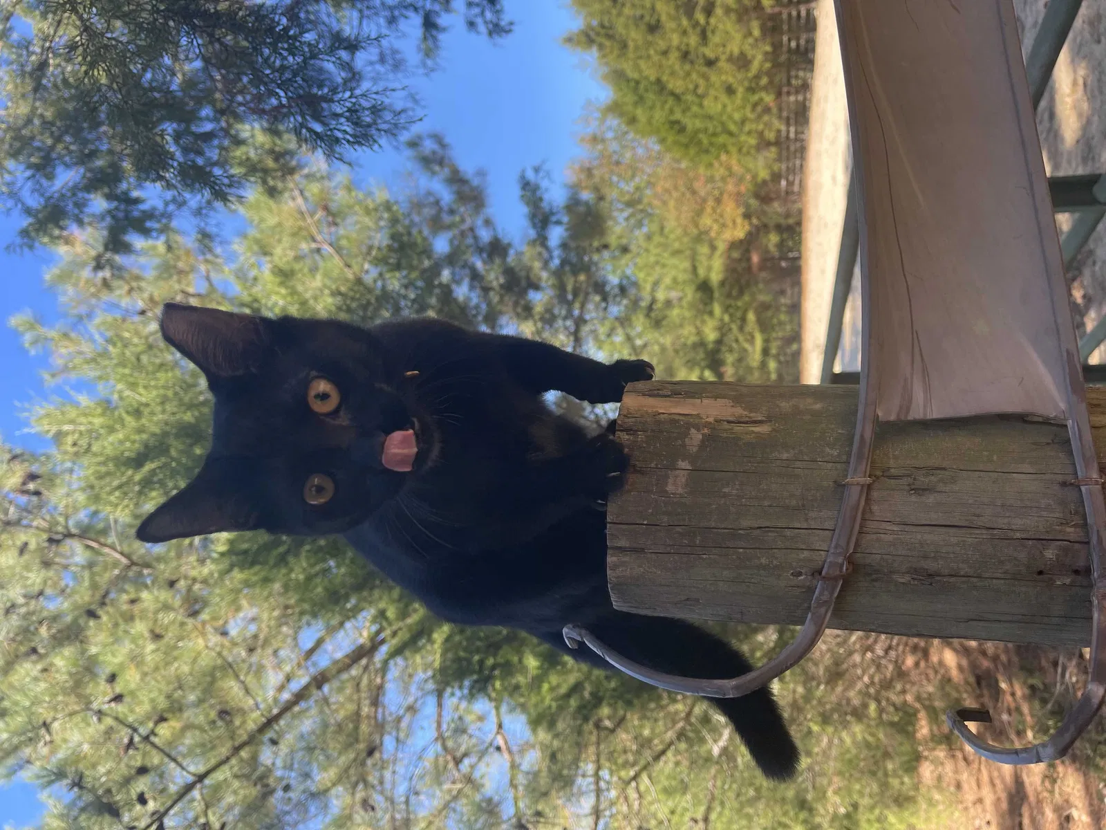 Lost cat in Sanford, NC, 27330
