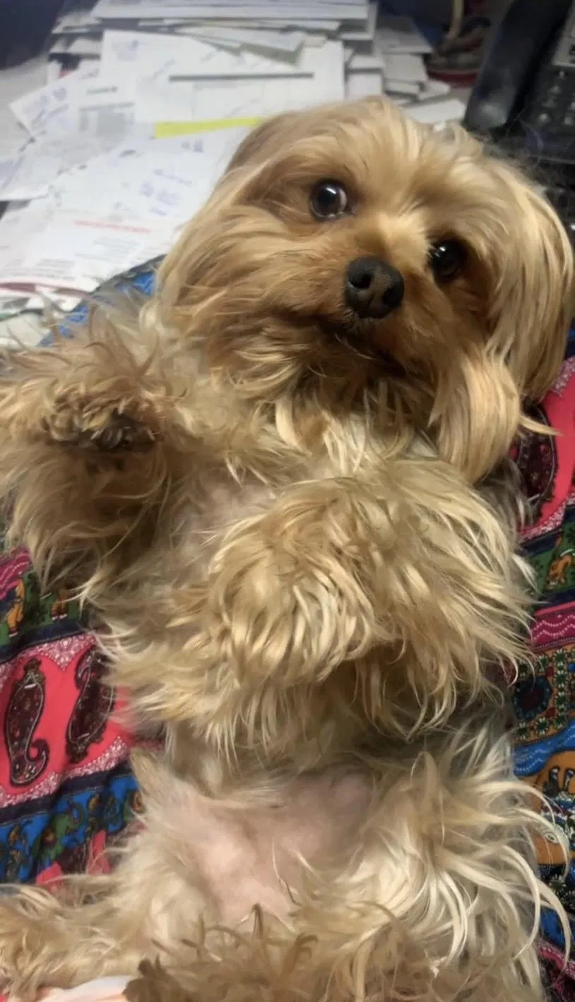 Lost dog in Newhall, CA, 91321