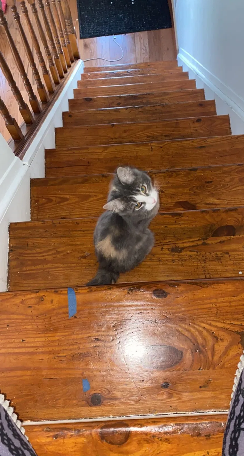 Lost cat in Staten Island, NY, 10304