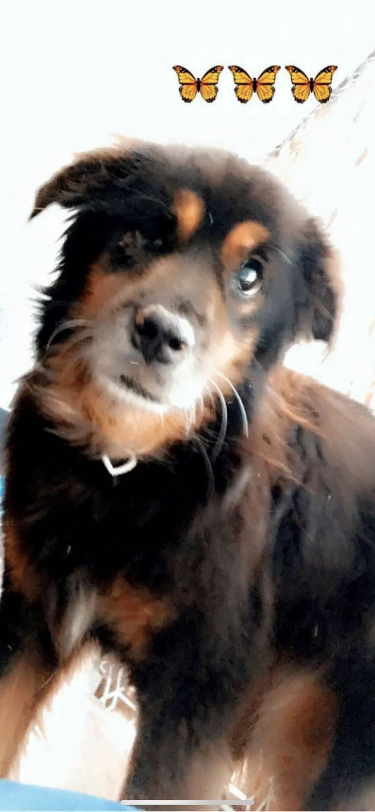 Lost dog in Rock Hill, SC, 29730