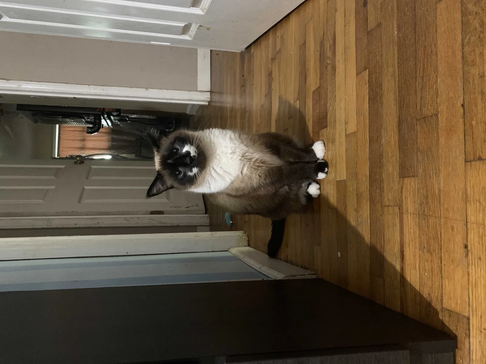 Lost cat in Rock Hill, SC, 29730