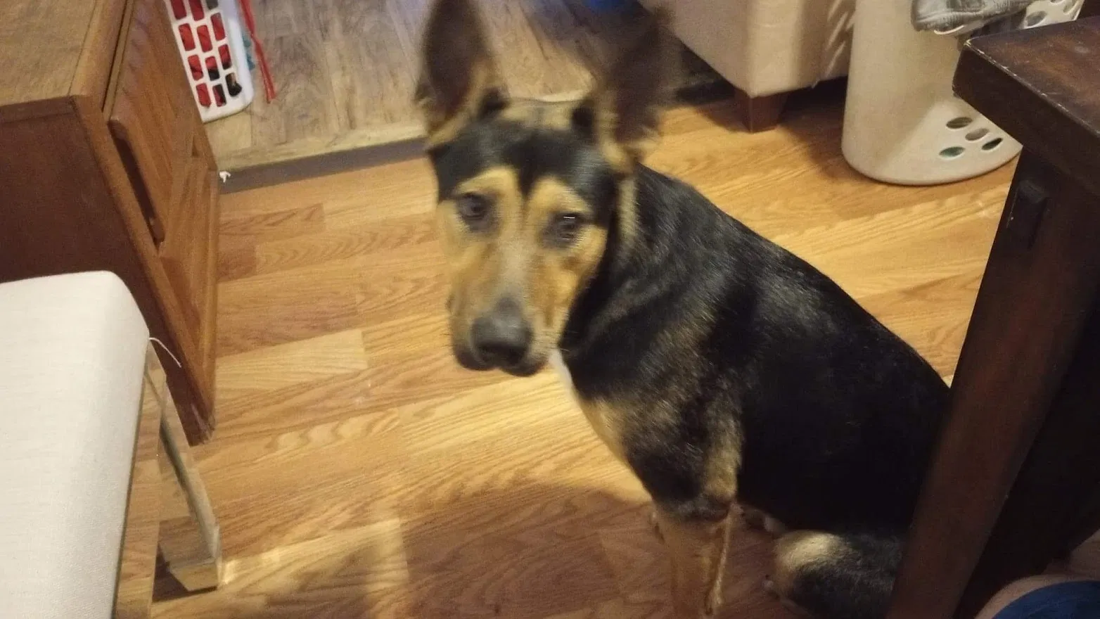 Lost dog in Corpus Christi, TX, 78404