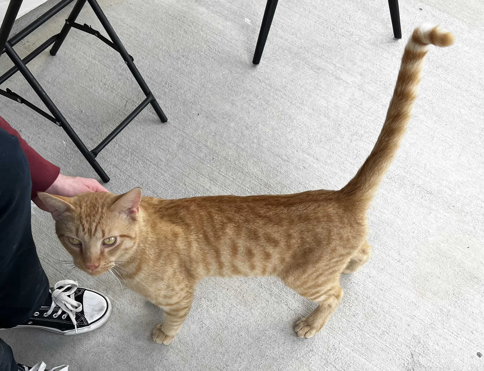 Found cat in San Antonio, TX, 78253