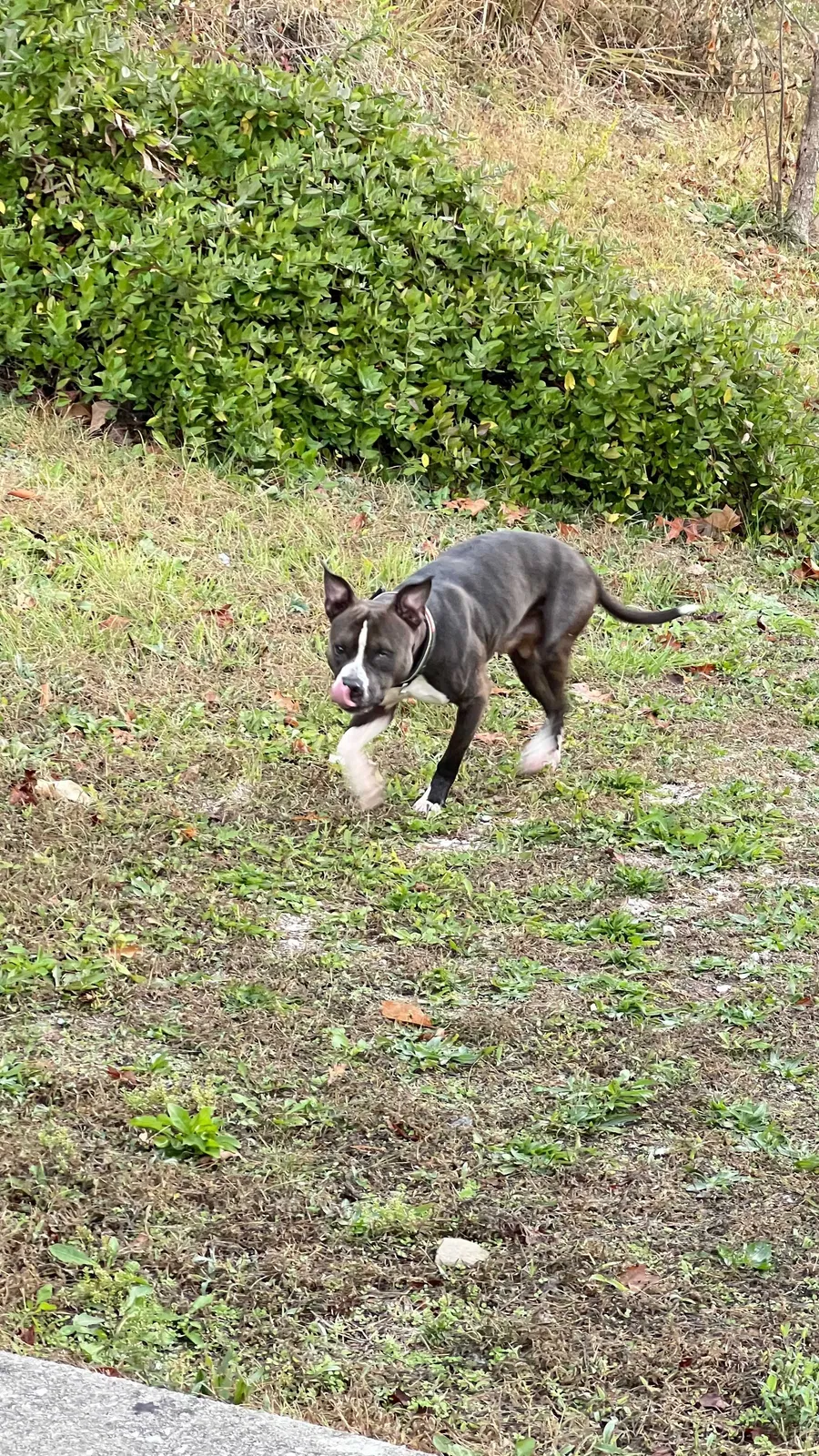Found dog in Stanton, KY, 40380