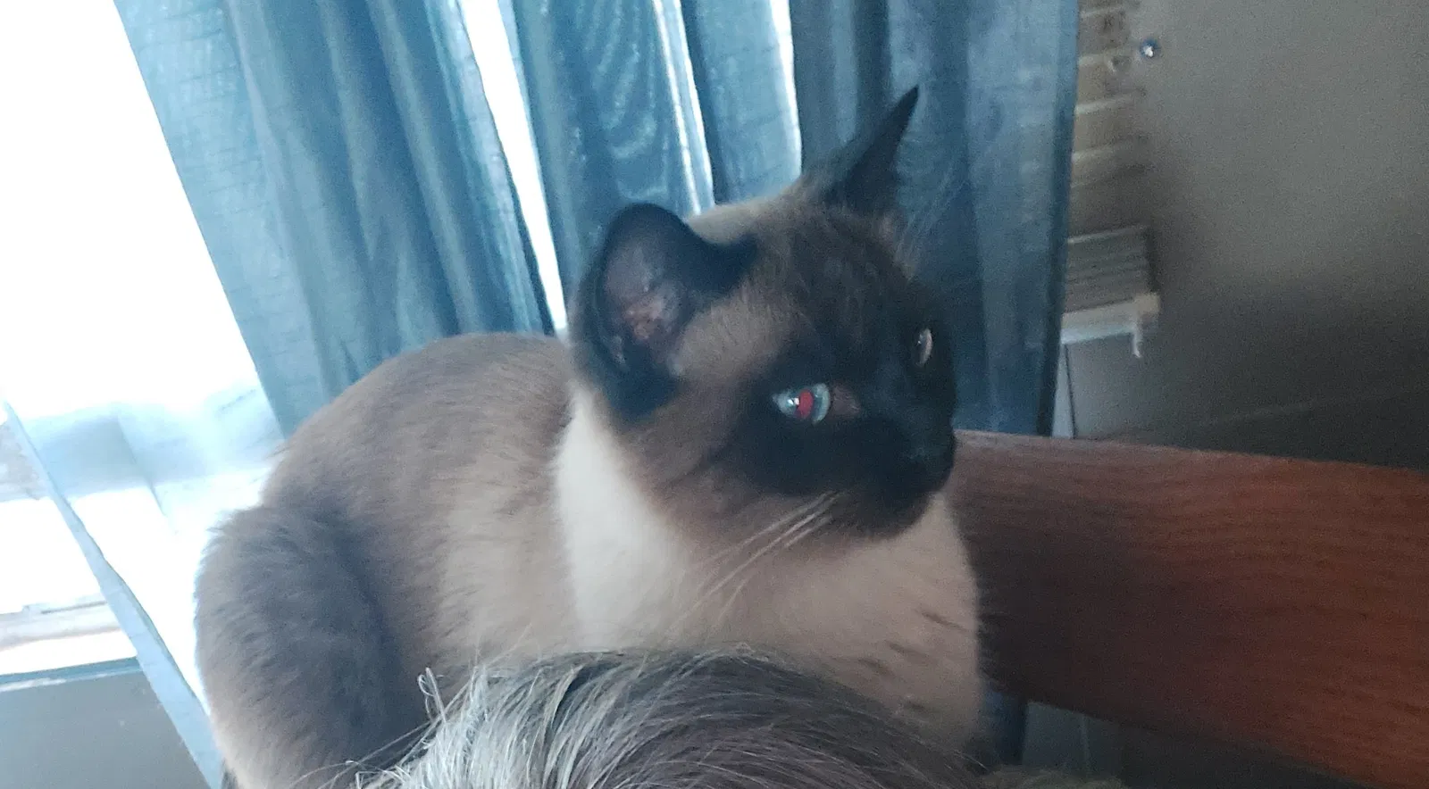 Lost cat in Shellsburg, IA, 52332