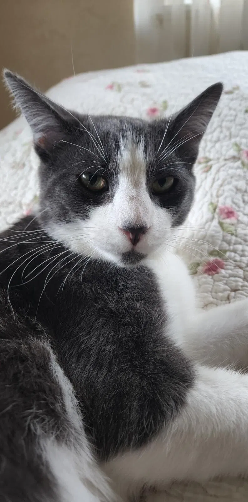 Lost cat in Prescott, AZ, 86301