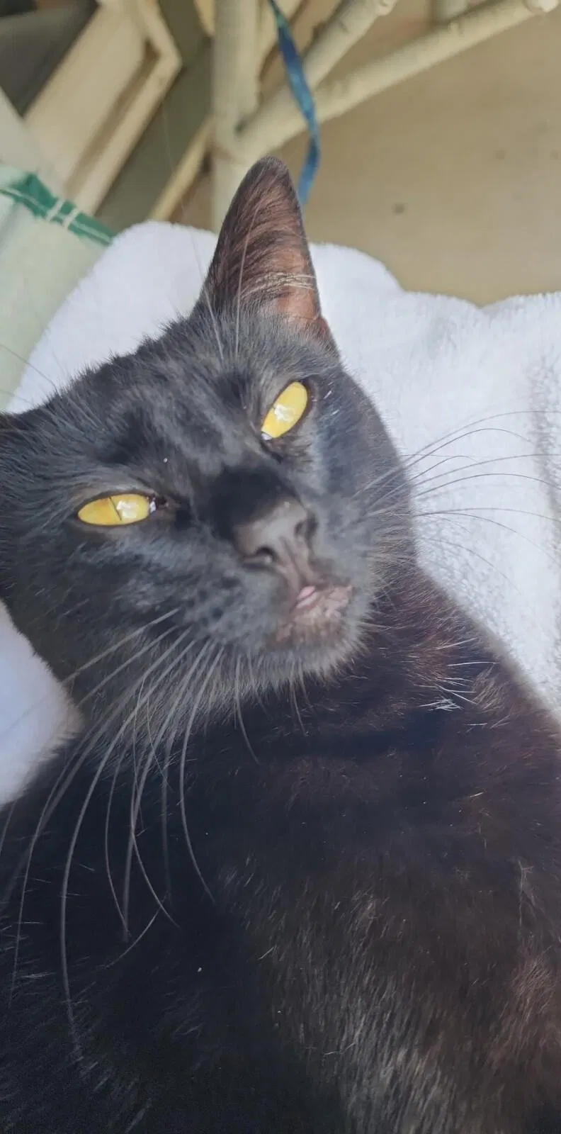 Lost cat in Prescott, AZ, 86301