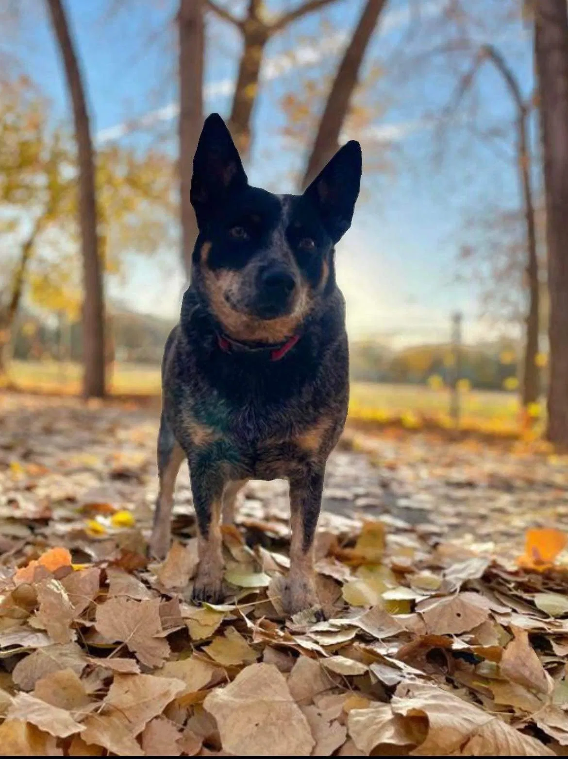 Lost dog in Saratoga Springs, UT, 84045