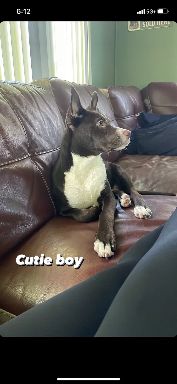 Lost dog in Port Saint Lucie, FL, 34953