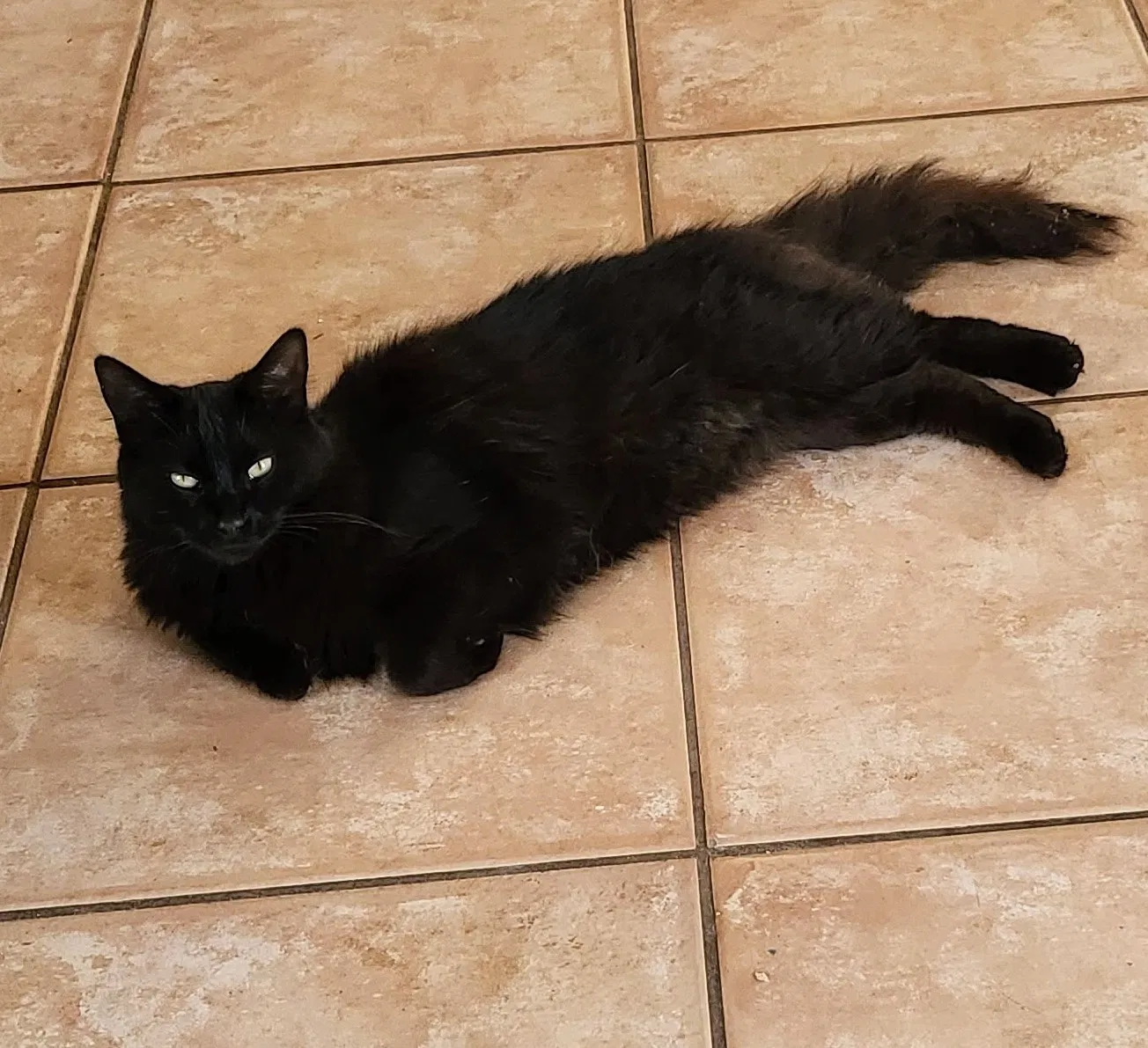 Lost cat in Newport News, VA, 23607