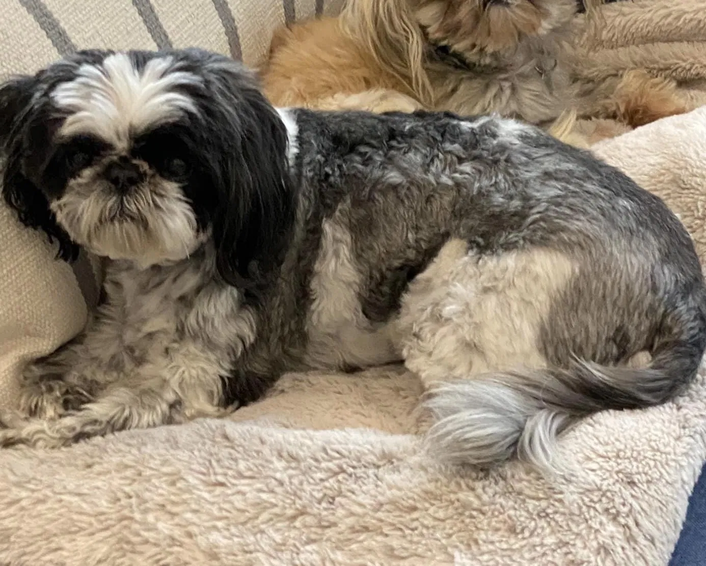 Lost dog in Colorado Springs, CO, 80907
