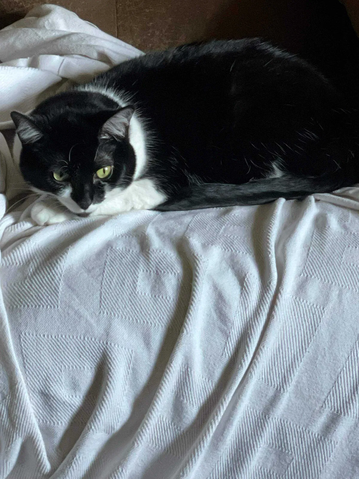Lost cat in Anderson, IN, 46012