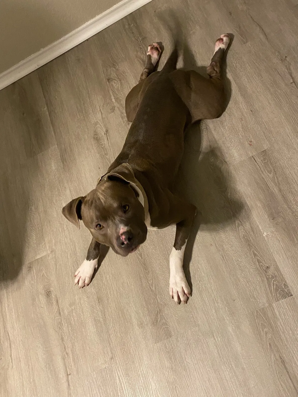 Lost dog in Killeen, TX, 76541