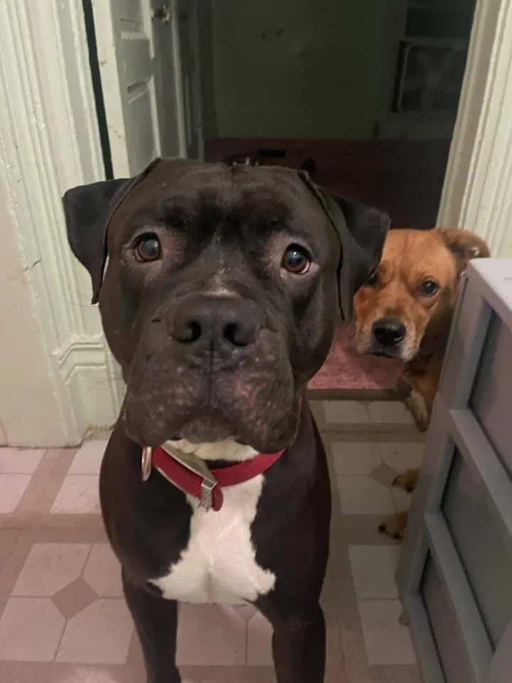 Lost dog in Jackson, MI, 49202