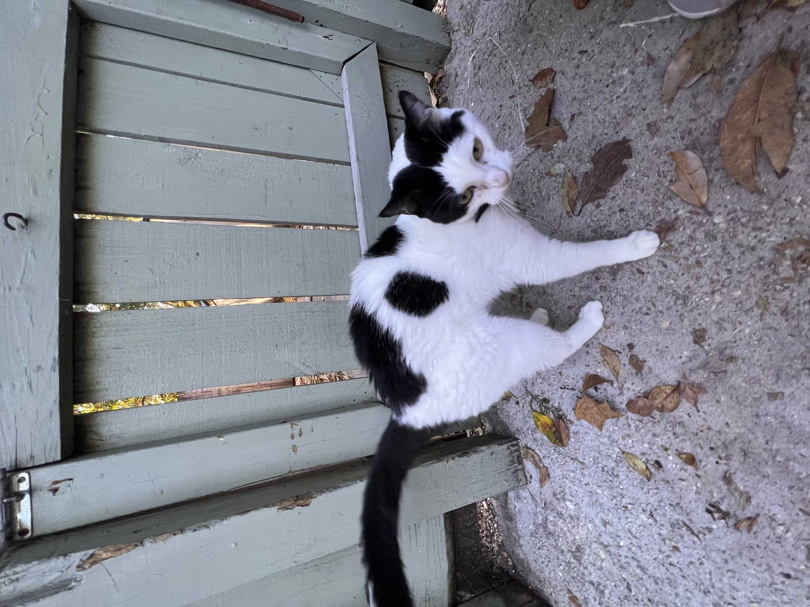 Lost cat in Lafayette, LA, 70508