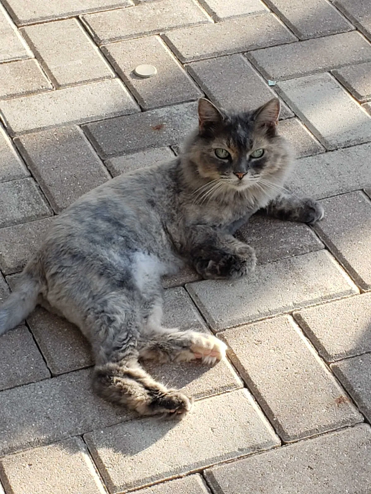 Lost cat in Naples, FL, 34113