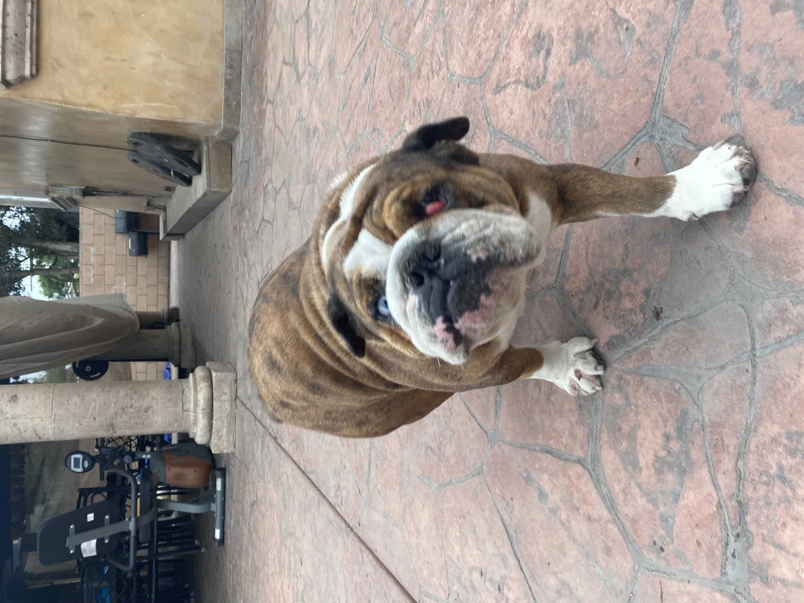 Lost dog in Hawthorne, CA, 90250