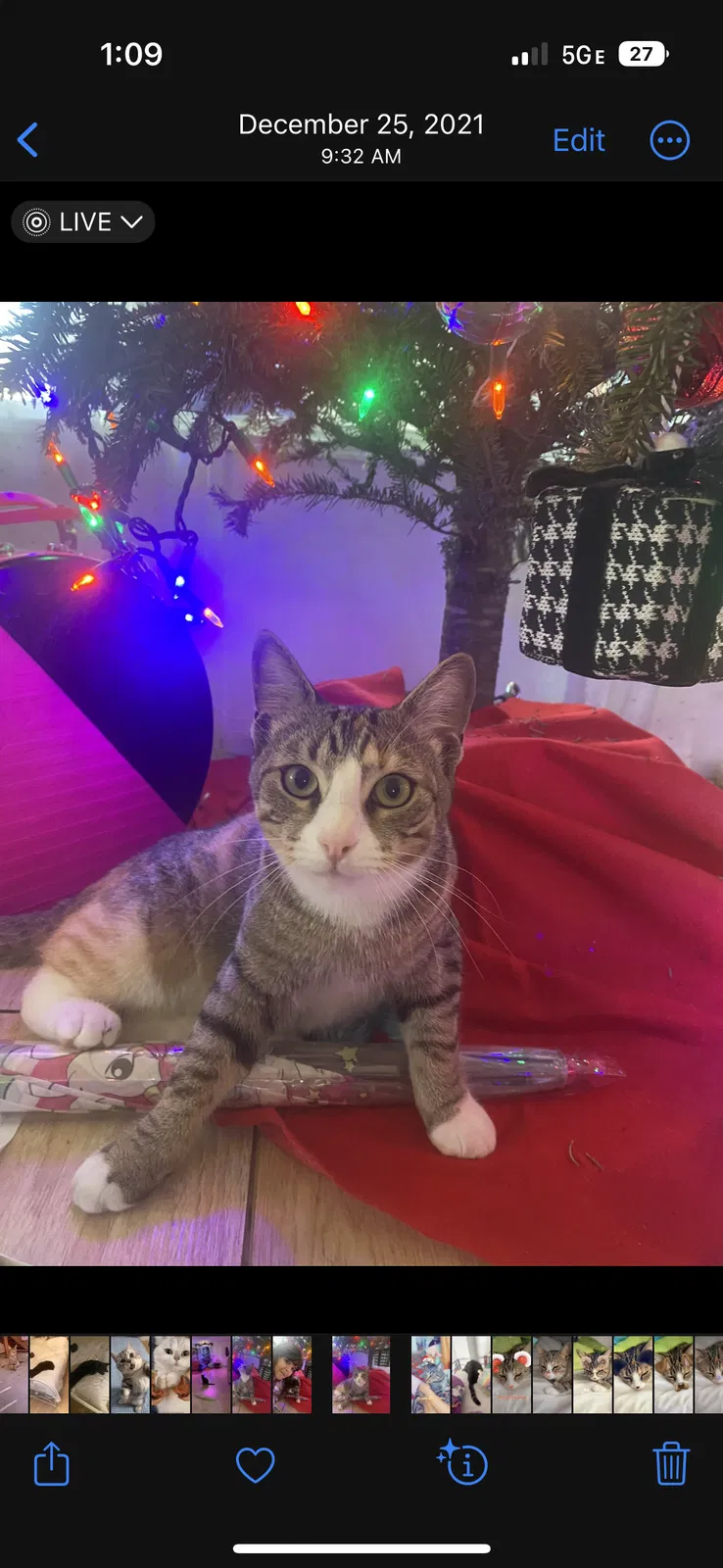Lost cat in Cape Canaveral, FL, 32920