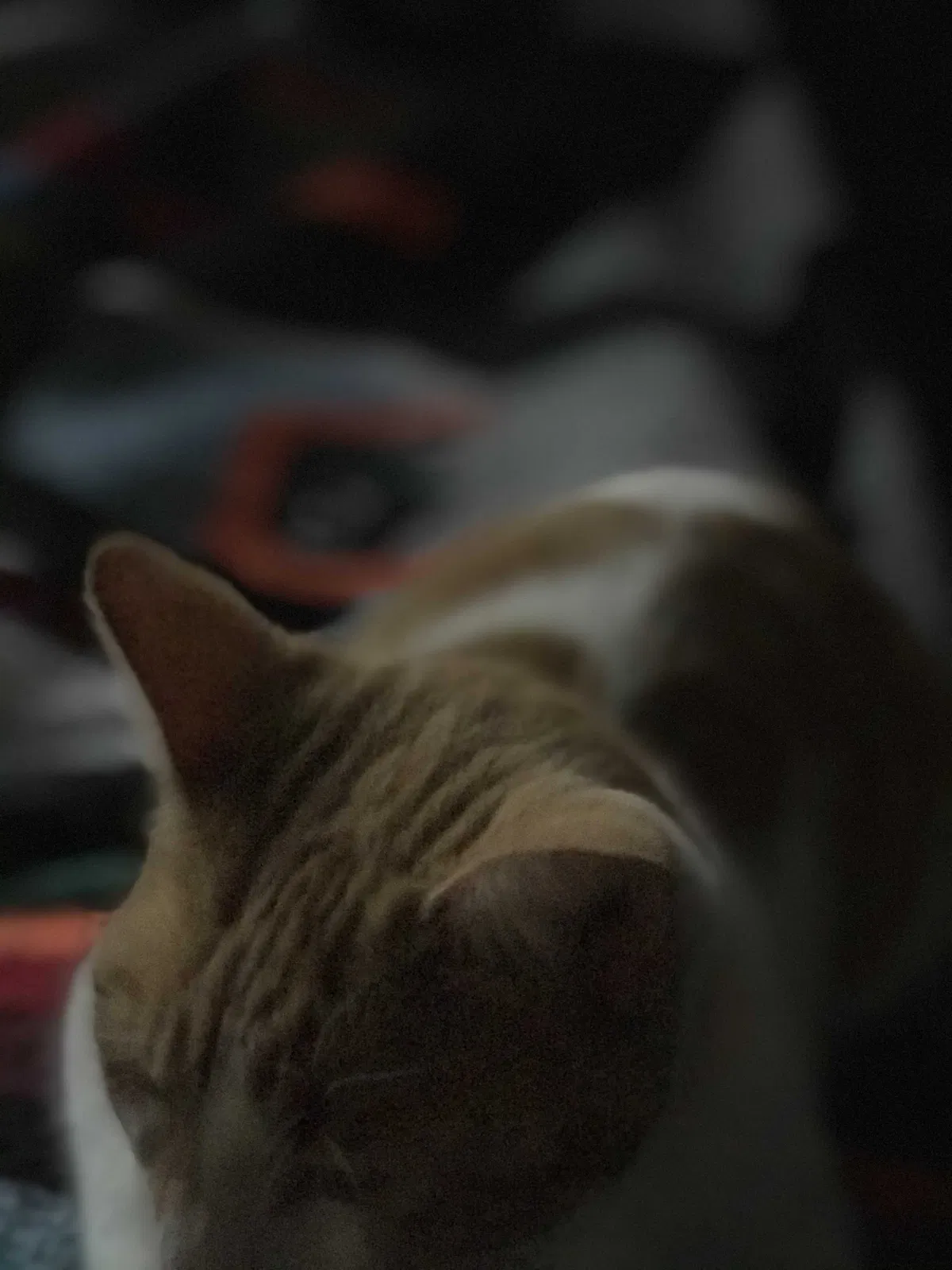 Lost cat in Lockhart, TX, 78644