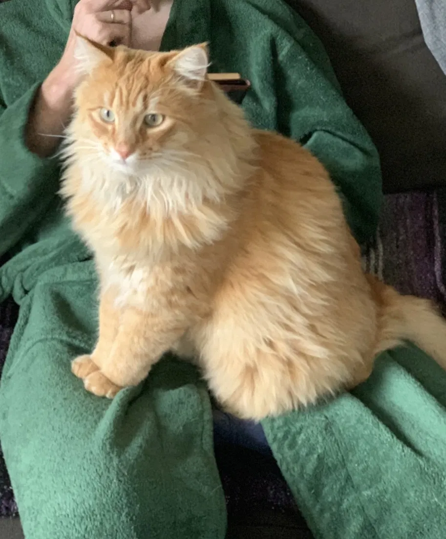 Lost cat in Portland, OR, 97266