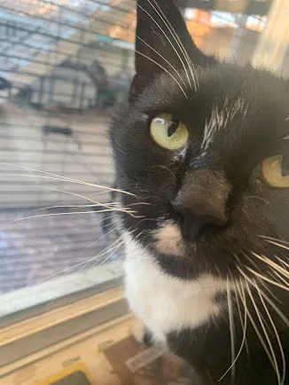 Lost cat in Jersey City, NJ, 7307