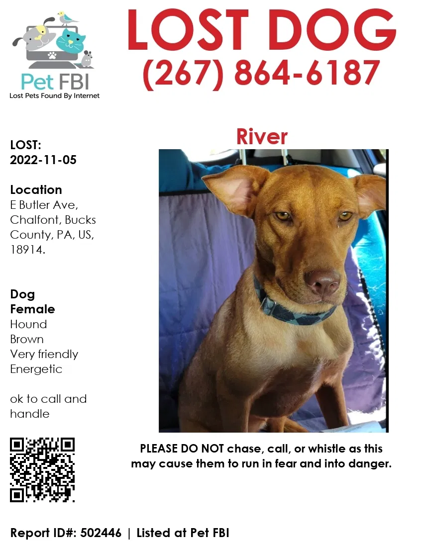 Lost dog in Chalfont, PA, 18914