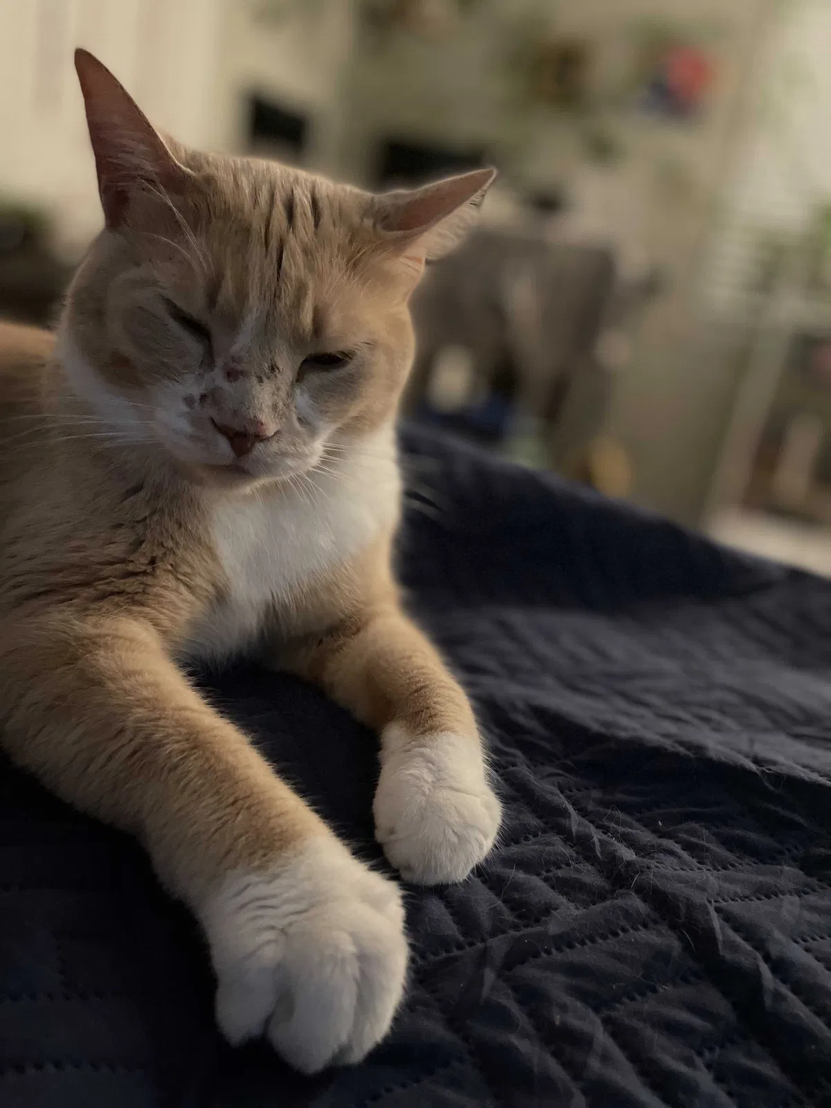 Lost cat in Austin, TX, 78723