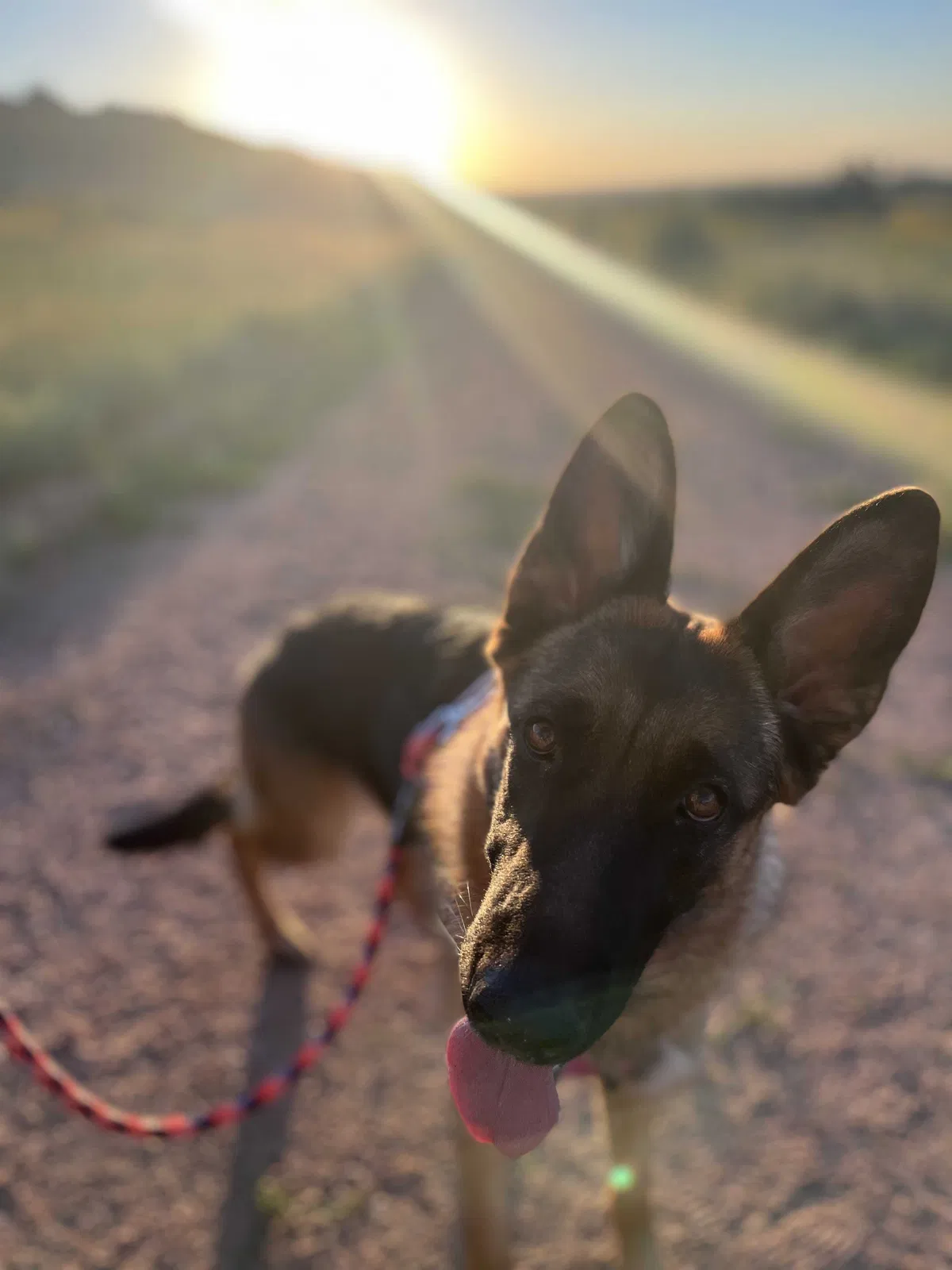 Lost dog in Colorado Springs, CO, 80902