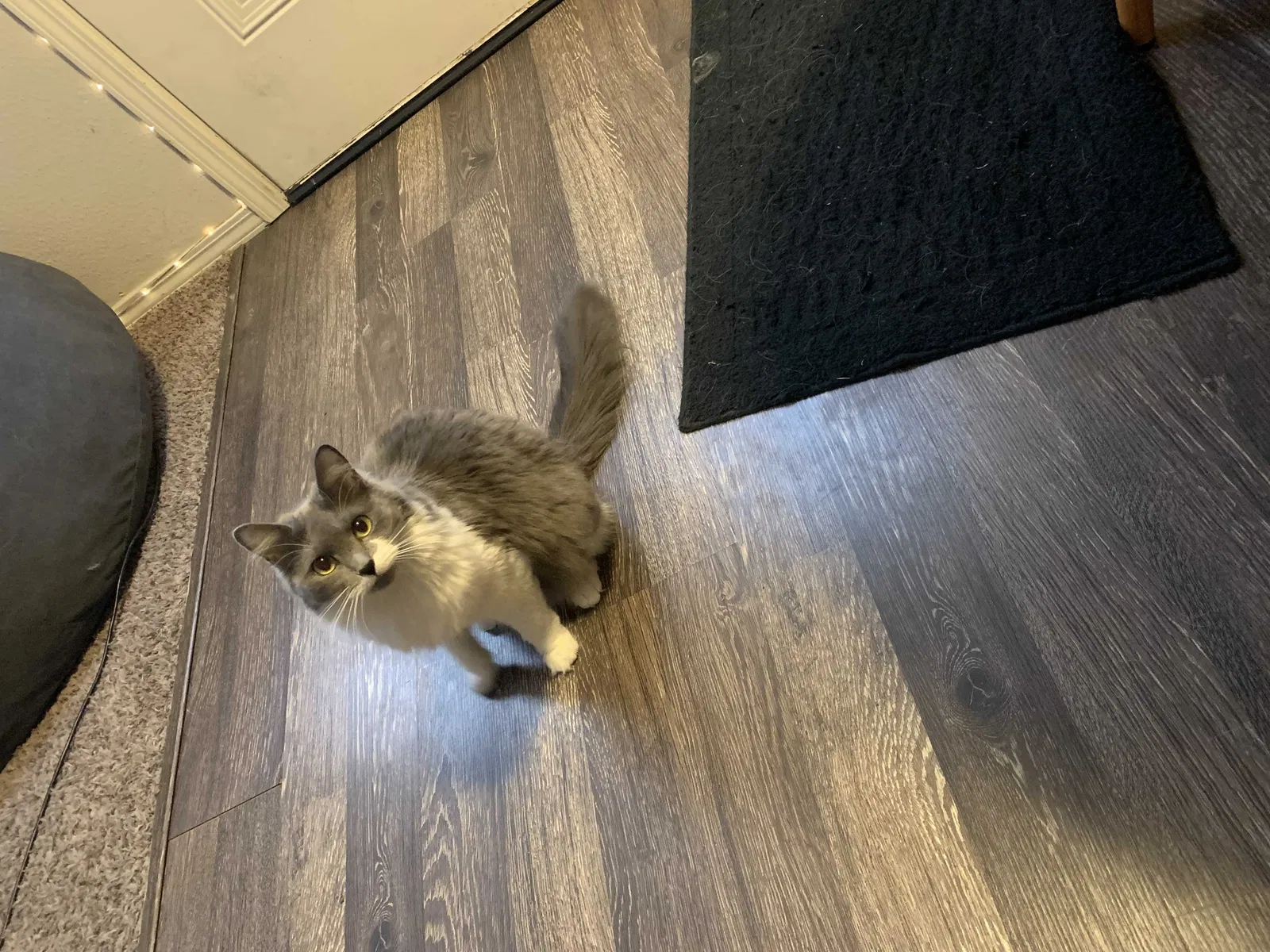 Lost cat in Nampa, ID, 83687