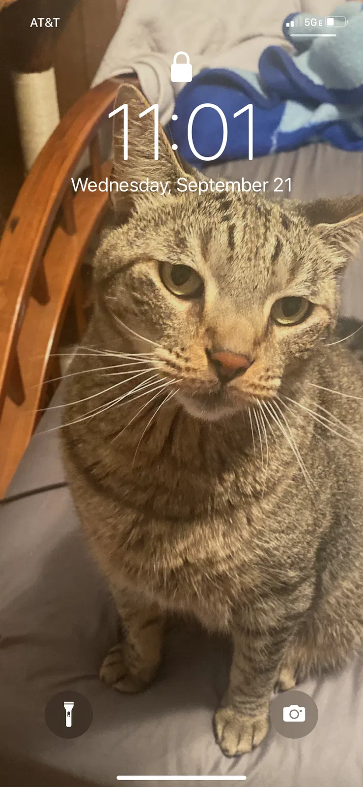 Lost cat in Reno, NV, 89503
