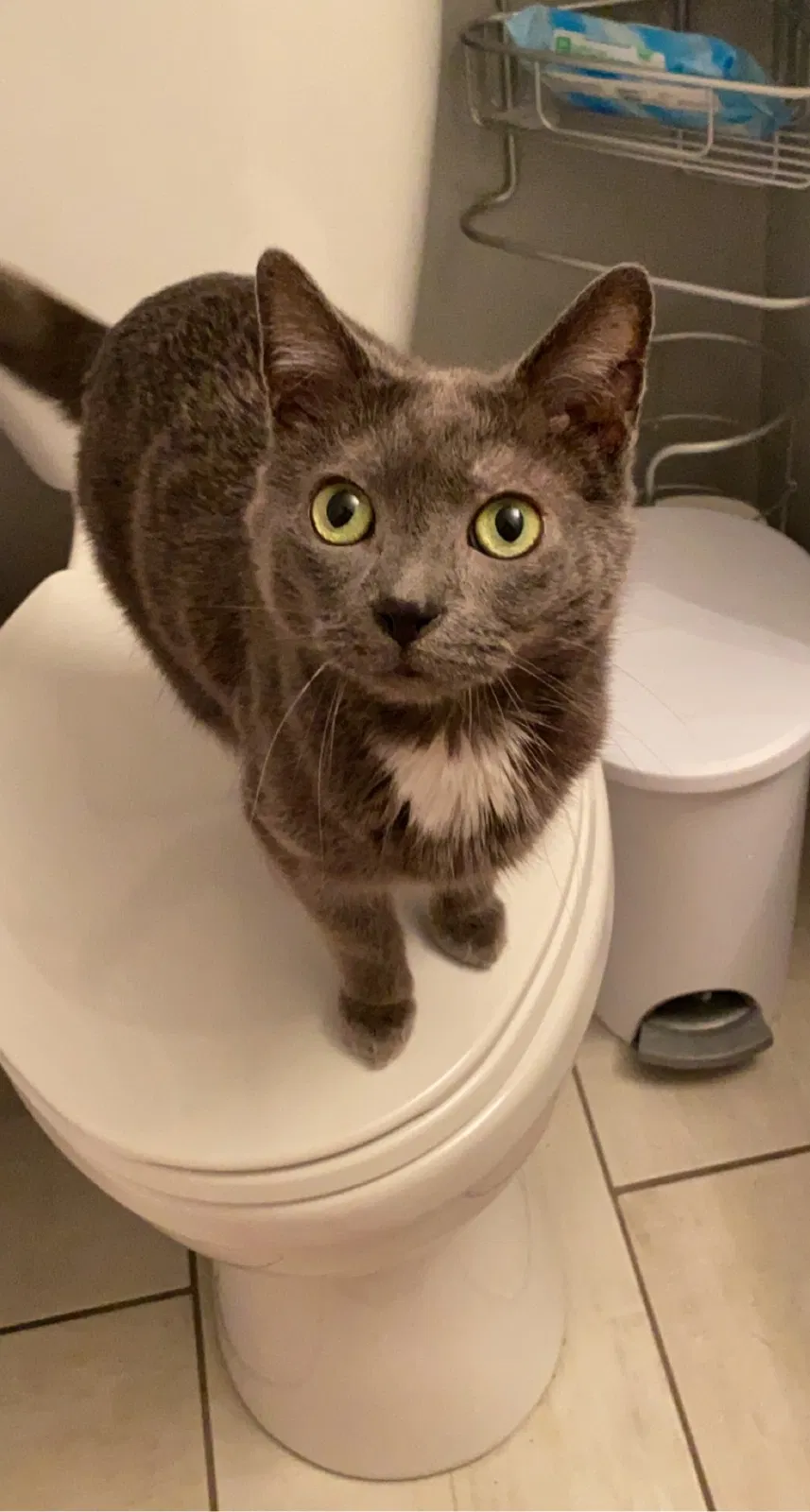 Lost cat in Grand Rapids, MI, 49525