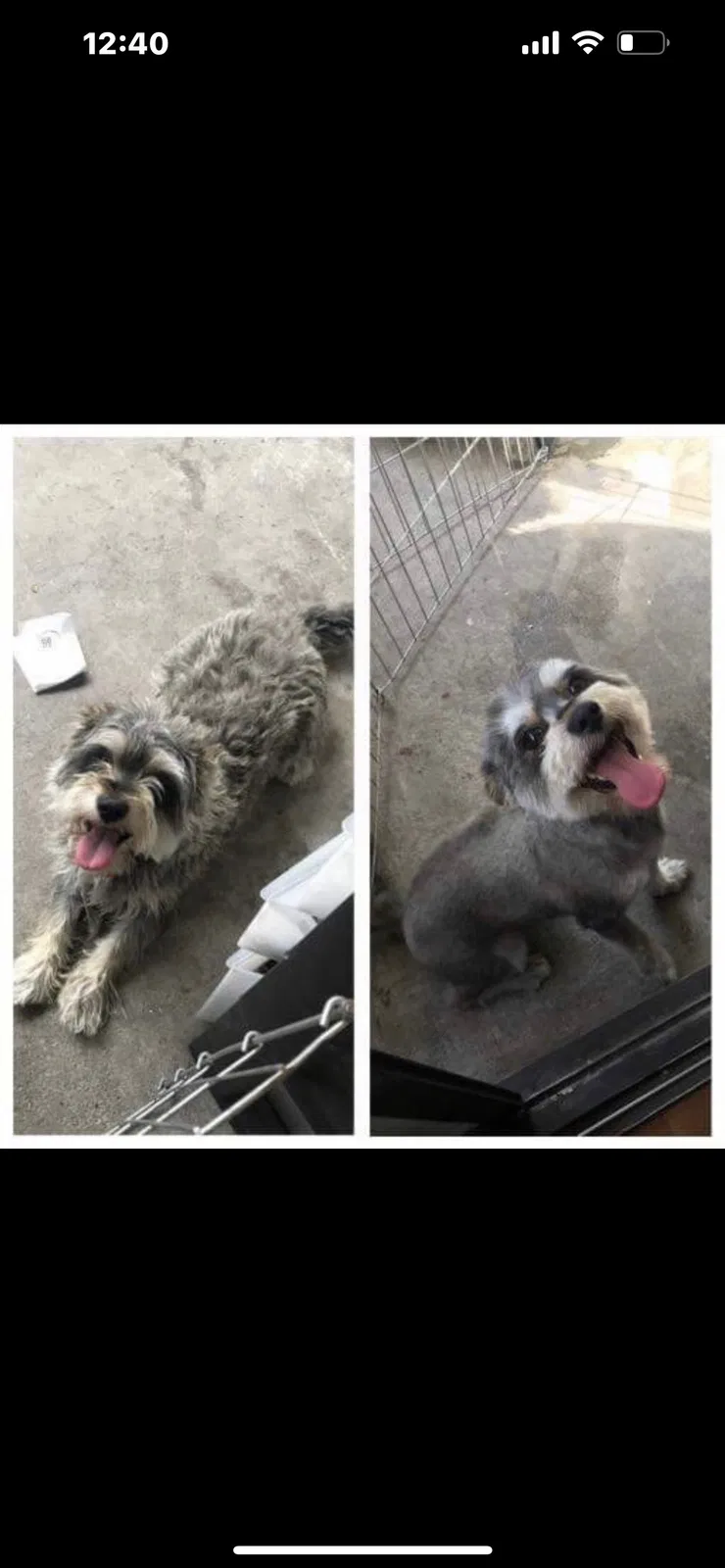 Lost dog in Fontana, CA, 92337